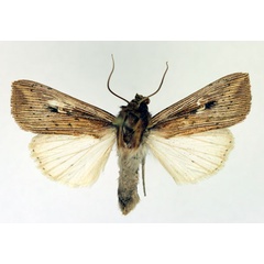 /filer/webapps/moths/media/images/J/joannisi_Leucania_AM_Aulombard.jpg