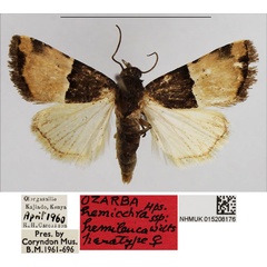 /filer/webapps/moths/media/images/H/hemileuca_Ozarba_PTF_NHMUK.jpg