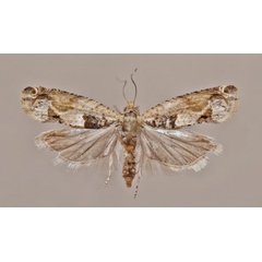 /filer/webapps/moths/media/images/P/plebejana_Crocidosema_A_Butler.jpg