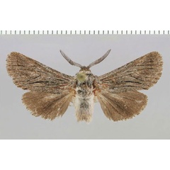 /filer/webapps/moths/media/images/L/lineata_Brachylia_PT_ZMHB.jpg