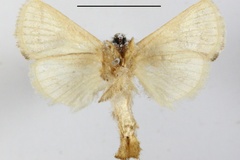 Metarbela erecta