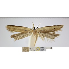 /filer/webapps/moths/media/images/G/gigantella_Mesophleps_FPT_NHMUK.jpg