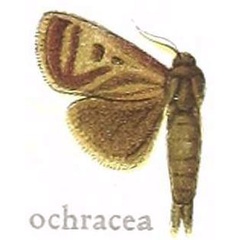 /filer/webapps/moths/media/images/O/ochracea_Metarbela_HT_MfN.jpg