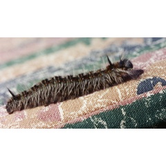 /filer/webapps/moths/media/images/P/purpurascens_Dollmania_C_Roland_01.jpg