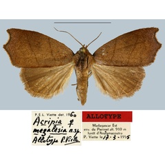 /filer/webapps/moths/media/images/M/megalesia_Acripia_AT_MNHN.jpg
