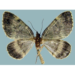 /filer/webapps/moths/media/images/D/dryas_Piercia_AM_ZSMb.jpg