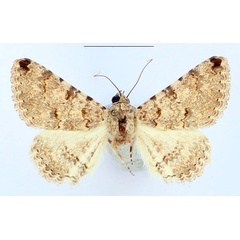 /filer/webapps/moths/media/images/A/acrosticta_Rhabdophera_AM_BMNH_HxmJEI8.jpg