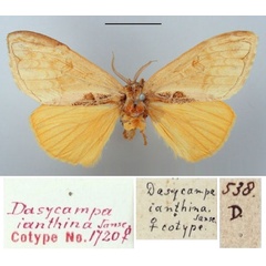 /filer/webapps/moths/media/images/I/ianthina_Dasycampa_AT_TMSA.jpg