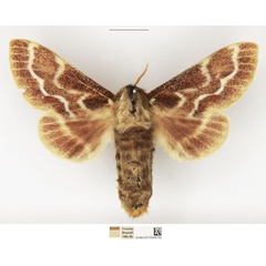 /filer/webapps/moths/media/images/C/cristata_Streblote_AF_NHMUK.jpg