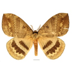 /filer/webapps/moths/media/images/K/kivuensis_Jana_AM_Basquin.jpg