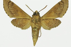 Hippotion socotrensis diyllus