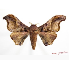 /filer/webapps/moths/media/images/J/joiceyi_Basquiniana_AM_Alberta_01.jpg