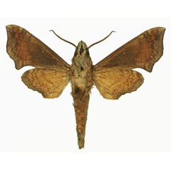 /filer/webapps/moths/media/images/E/elisabethae_Temnora_AM_Basquin_02b.jpg