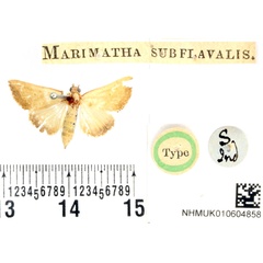/filer/webapps/moths/media/images/S/subflavalis_Marimatha_HT_BMNH.jpg