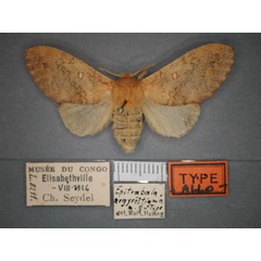 /filer/webapps/moths/media/images/A/argyrostigma_Epitrabala_AT_RMCA_01.jpg