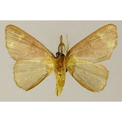 /filer/webapps/moths/media/images/A/aurantibasis_Chrysocraspeda_PTM_ZSMb.jpg