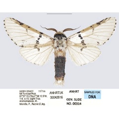 /filer/webapps/moths/media/images/C/cameroona_Cerurina_AM_ANHRT_01.jpg