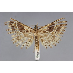 /filer/webapps/moths/media/images/D/dohertyi_Alucita_PT_BMNH.jpg