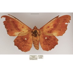 /filer/webapps/moths/media/images/J/jordani_Mimopacha_AF_TMSA.jpg