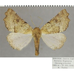 /filer/webapps/moths/media/images/X/xera_Henicovalva_AF_ZSM.jpg