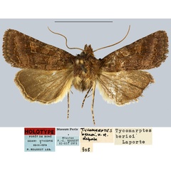 /filer/webapps/moths/media/images/B/berioi_Tycomarptes_HT_MNHN.jpg