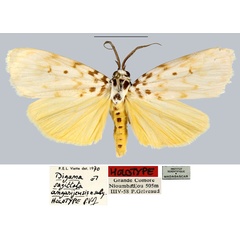 /filer/webapps/moths/media/images/A/angasijensis_Digama_HT_MNHN.jpg