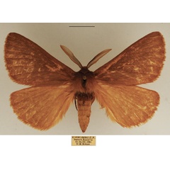 /filer/webapps/moths/media/images/U/uniformis_Schistissa_AM_TMSA.jpg