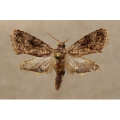 /filer/webapps/moths/media/images/L/leucotreta_Thaumatotibia_A_Butler.jpg