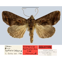 /filer/webapps/moths/media/images/K/karthalae_Ctenoplusia_HT_MNHN.jpg