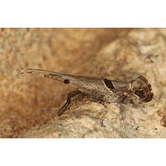 /filer/webapps/moths/media/images/A/africana_Deryaxenistis_A_Heyns_02.JPG
