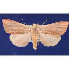 /filer/webapps/moths/media/images/S/straminea_Adisura_AF_Schellhorn.jpg