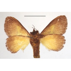 /filer/webapps/moths/media/images/M/mesochloris_Parasa_MGCLb_01.JPG