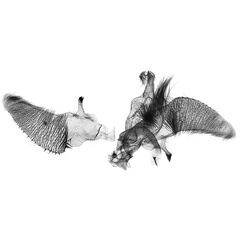 /filer/webapps/moths/media/images/O/orichlora_Argyroploce_GMLT_SAMC_240.jpg