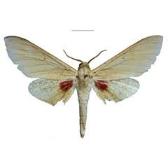 /filer/webapps/moths/media/images/K/kingstoni_Neoclanis_HT_EMEMa.jpg