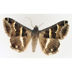 /filer/webapps/moths/media/images/S/stolida_Grammodes_AM_TMSA_01.jpg