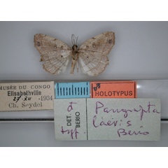 /filer/webapps/moths/media/images/L/laevis_Pangrapta_HT_RMCA_02.jpg