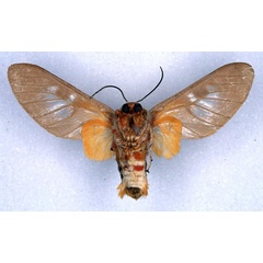 /filer/webapps/moths/media/images/E/elegans_Balacra_HT_SNHM_02.jpg