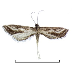 /filer/webapps/moths/media/images/O/ophiaula_Parapoynx_A_Agassiz.jpg