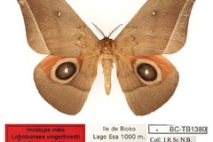 Lobobunaea vingerhoedti