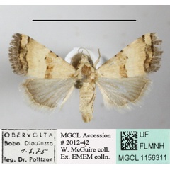 /filer/webapps/moths/media/images/M/morosa_Pseudozarba_A_MGCLa_01.JPG