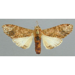 /filer/webapps/moths/media/images/H/hypochlora_Acrasiella_PT_RMCA.jpg