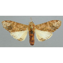 /filer/webapps/moths/media/images/H/hypochlora_Acrasiella_PT_RMCA.jpg