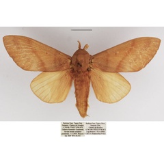 /filer/webapps/moths/media/images/C/christyi_Gonometa_AF_TMSA.jpg