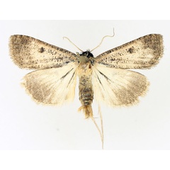 /filer/webapps/moths/media/images/H/homogyna_Tathorhynchus_AM_TMSA_01.jpg