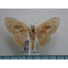 /filer/webapps/moths/media/images/C/chalyboeata_Somatina_A_Revell.jpg