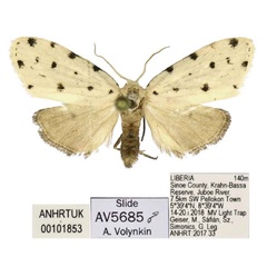 /filer/webapps/moths/media/images/F/faucaria_Siccia_PTM_ANHRT.jpg