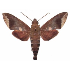 /filer/webapps/moths/media/images/D/discifera_Nephele_AM_EMEM.jpg