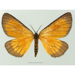 /filer/webapps/moths/media/images/M/marginata_Petovia_AF_Basquinb.jpg