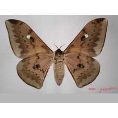 /filer/webapps/moths/media/images/C/cyrene_Pseudobunaea_AF_Albertb_01.jpg