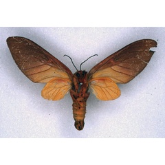 /filer/webapps/moths/media/images/M/monotonia_Balacra_STF_ZMHB_02.jpg